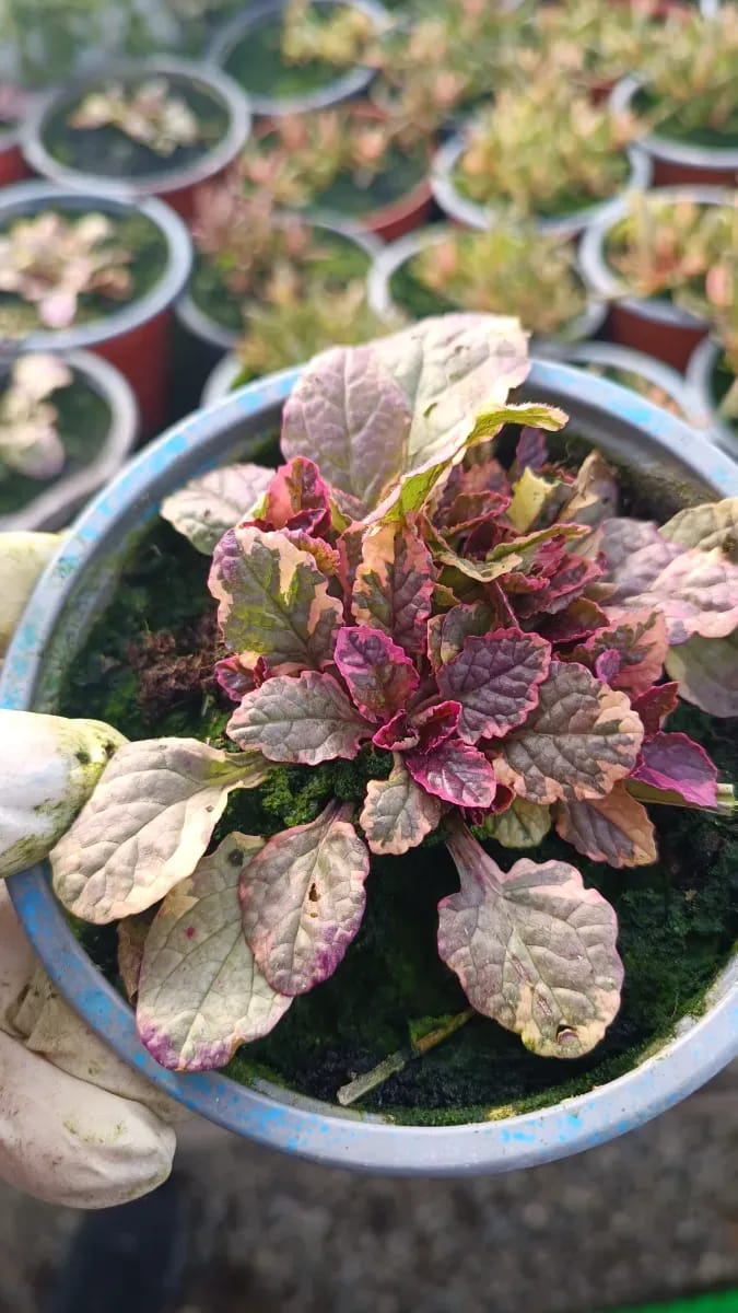 Ajuga - 0