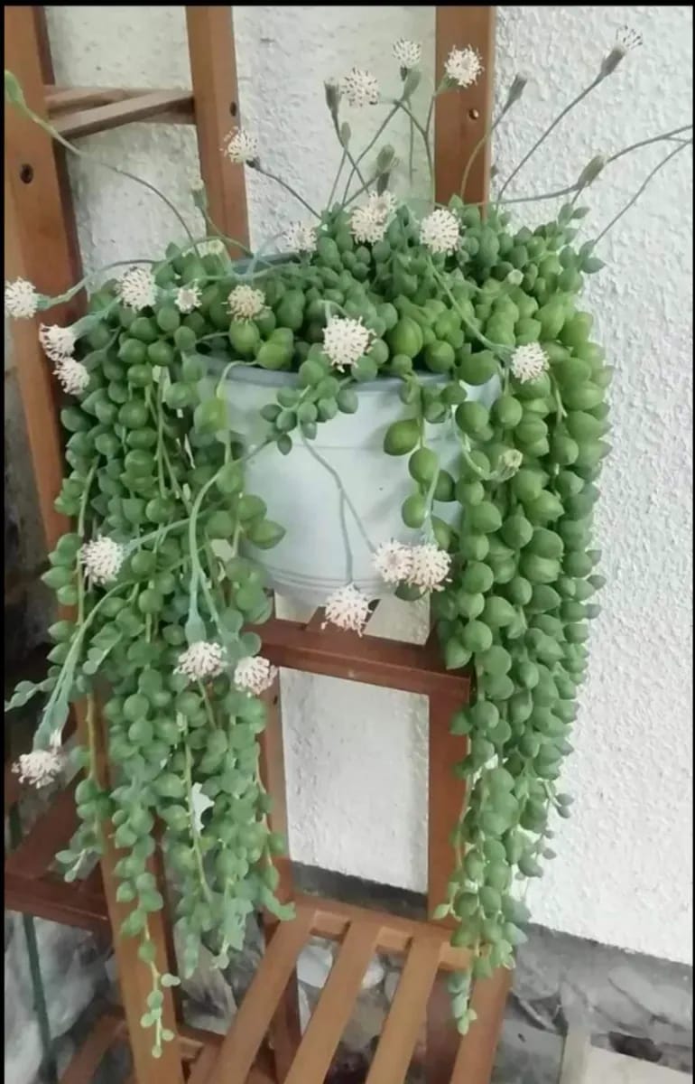 Sineciu s-au șirag de perle  - 0
