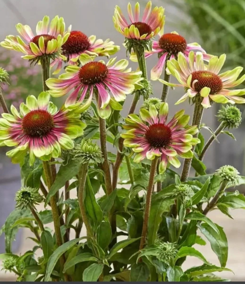 Echinacea se formează tufă mare înflorește toată perioada  - 0