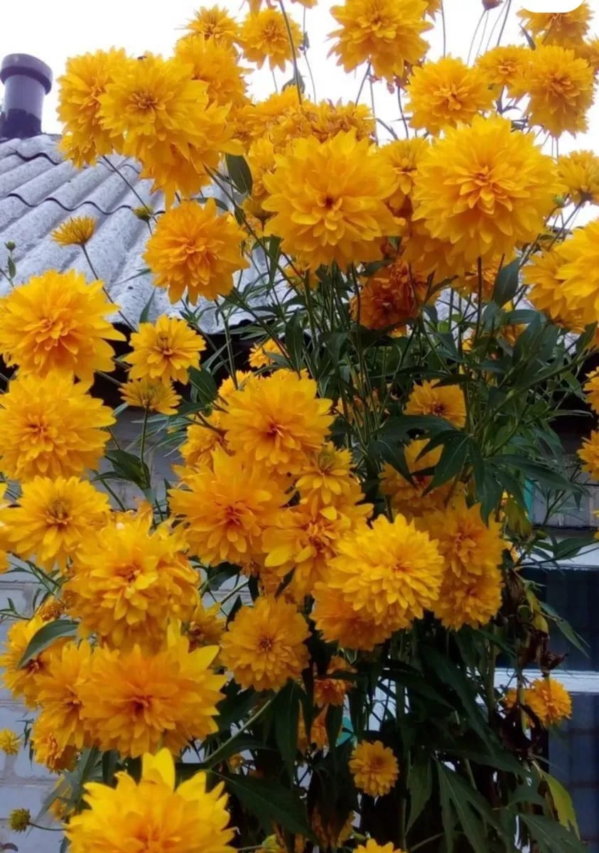Rudbechia  - 0
