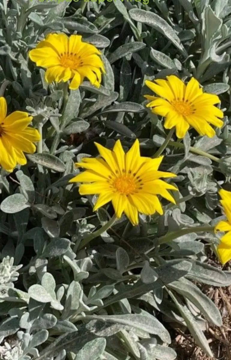 Gazaniea perena  - 0