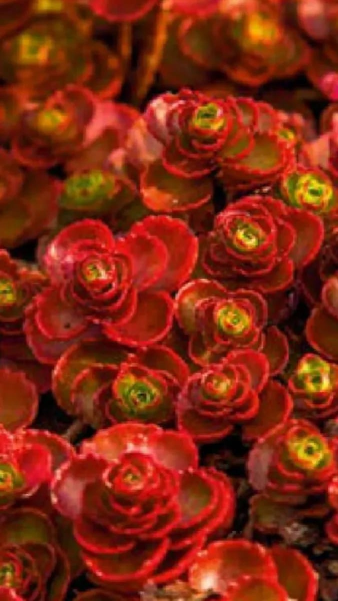 Sedum perene  - 0