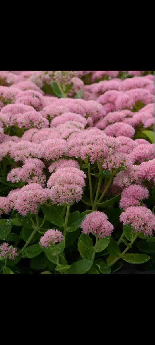 Sedum floarea grasă cu Frunze crestate  - 0