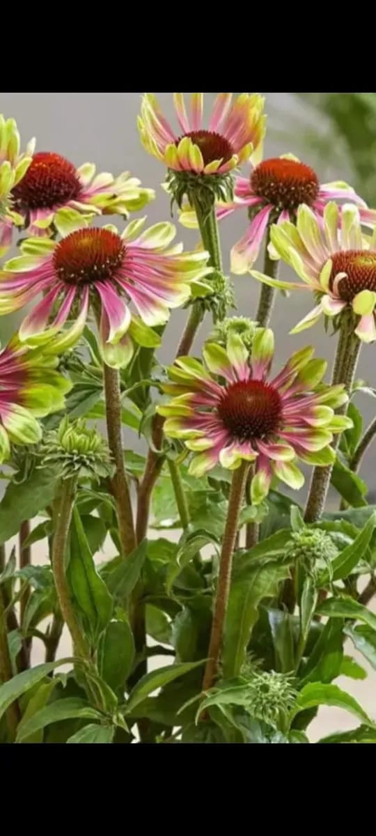 Echinacea tufă formată  - 0