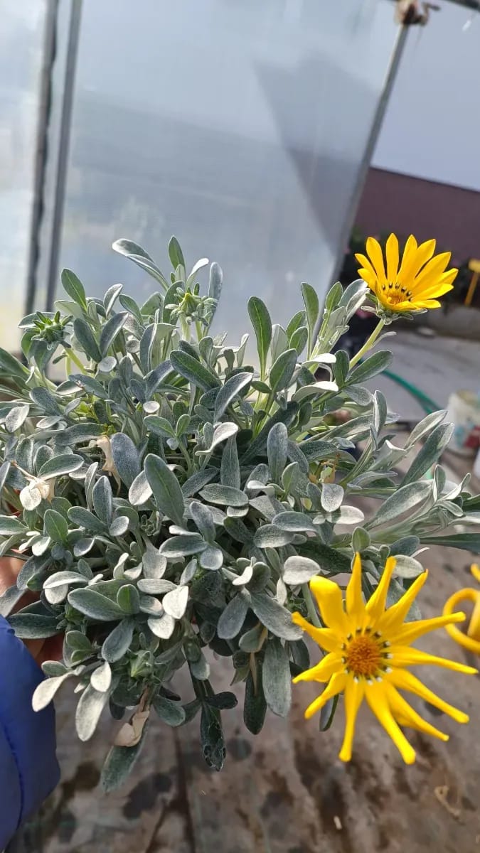 Gazaniea perena tufă formată  - 0