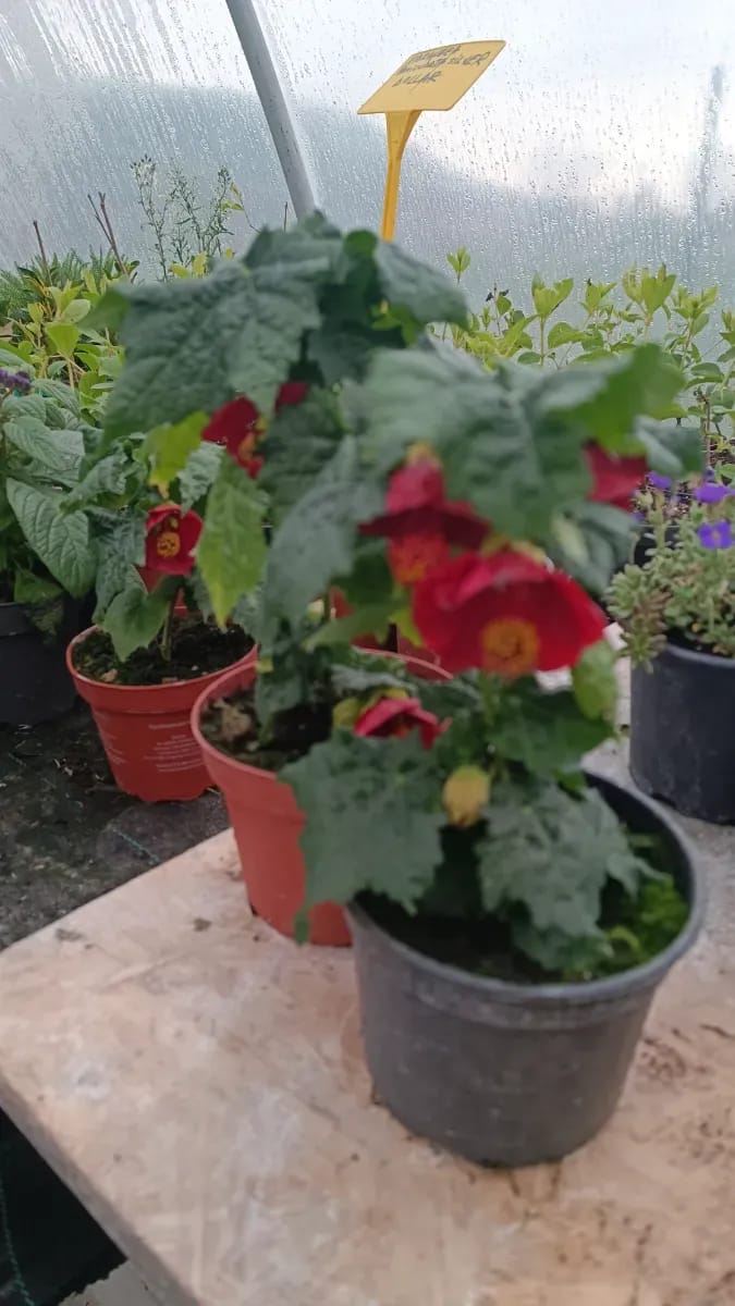Abutilon roșu  - 0