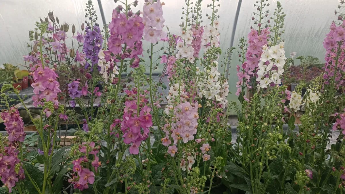 Verbascum  - 0