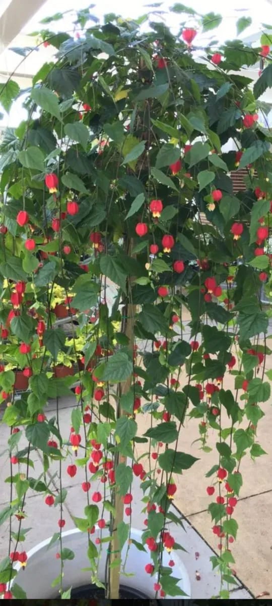 Abutilon megapotanicum - 0