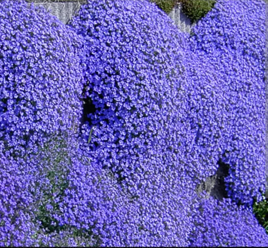 Aubrieta cascadă  - 1