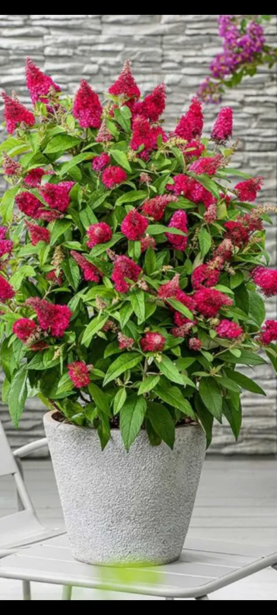 Liliac Pitic  - 1