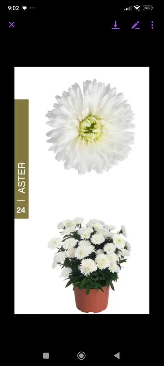 Aster  - 1