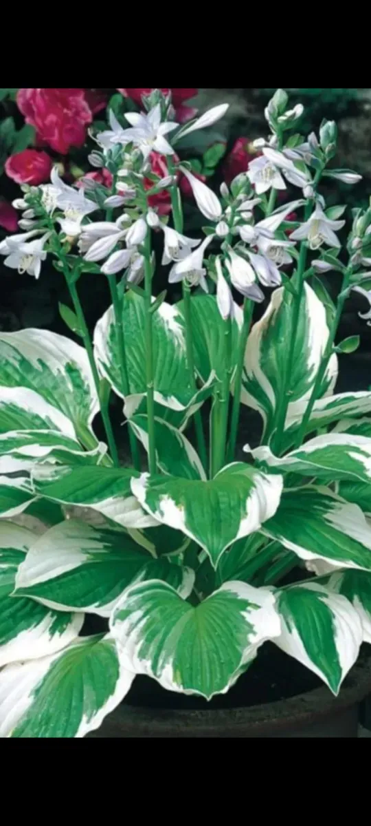 Hosta - 1