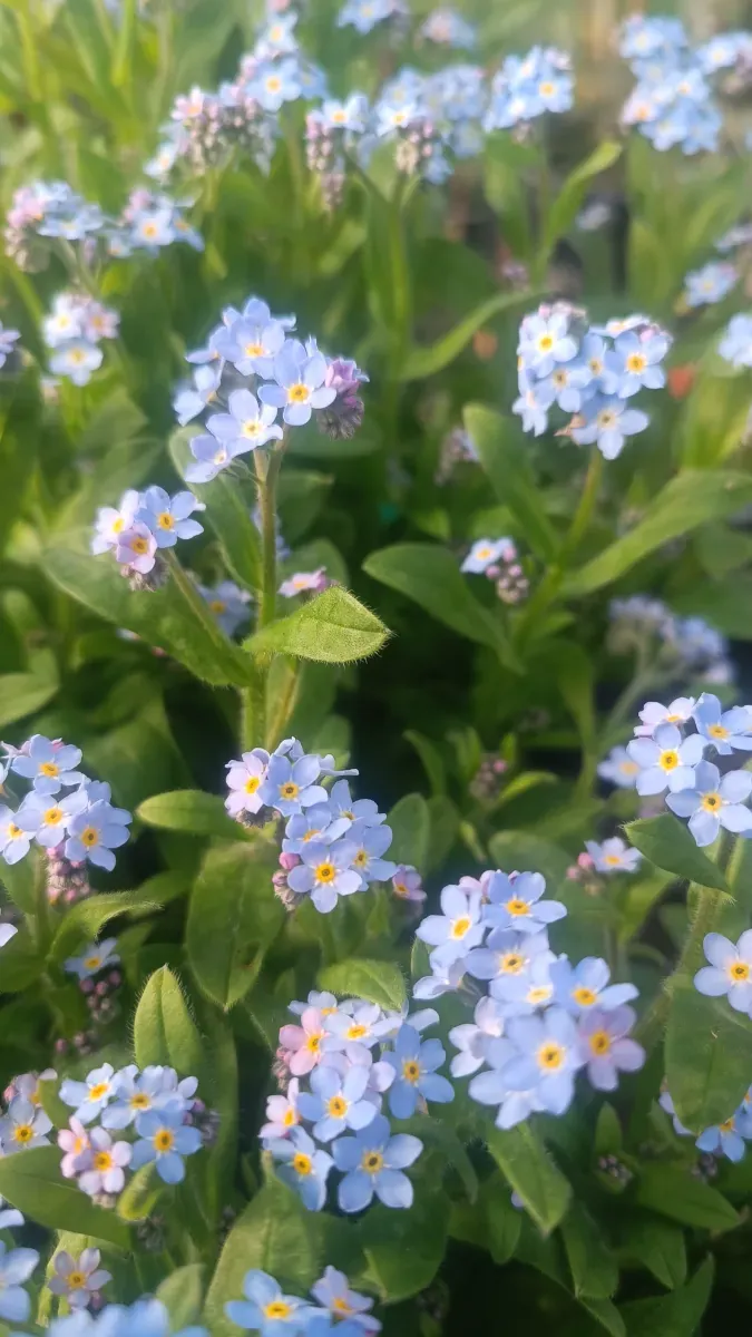 Floarea de nu mă uita  - 1