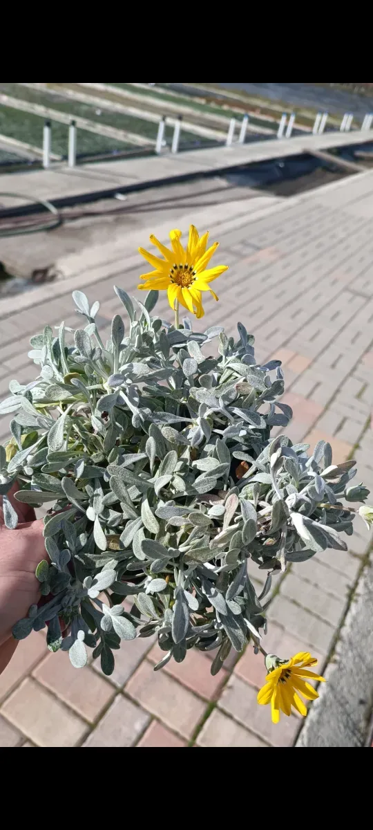 Gazaniea perena  - 1