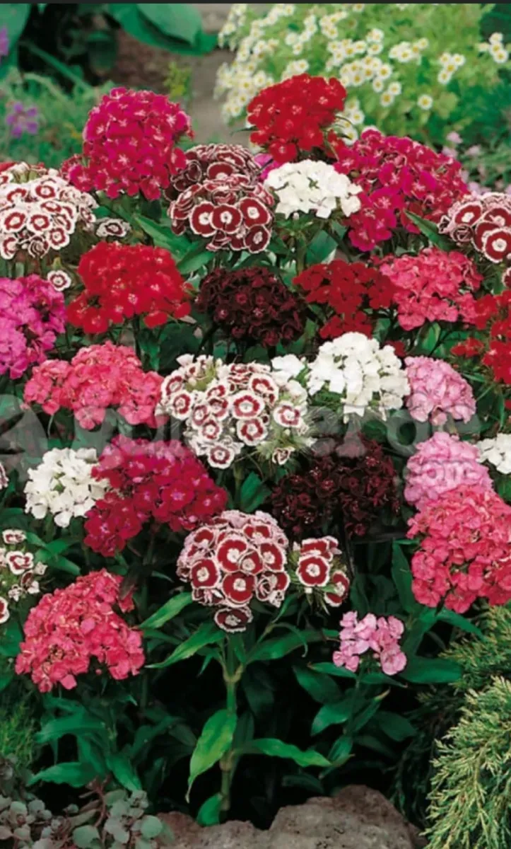 Garoafe chinezești  - 1