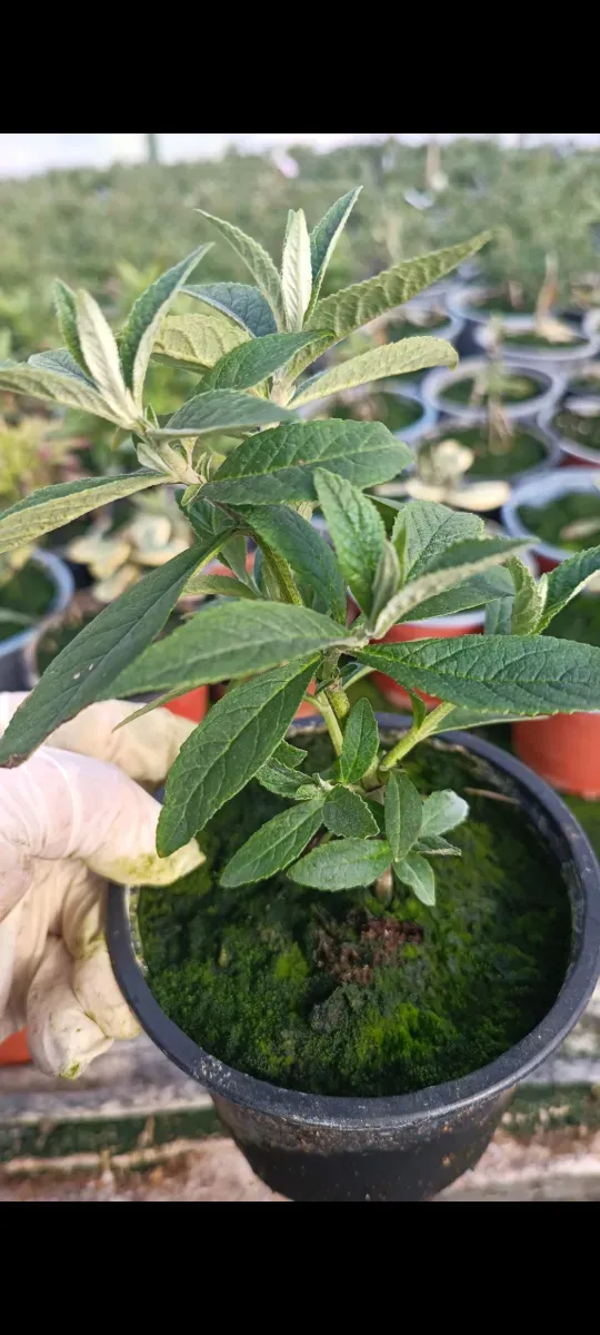 Liliac Indian  - 1