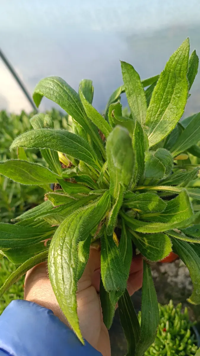 Echinacea tufă formată  - 1