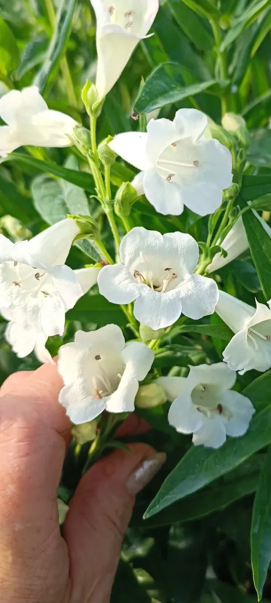 Penstemon la pachet 5 Culori diferite  - 1