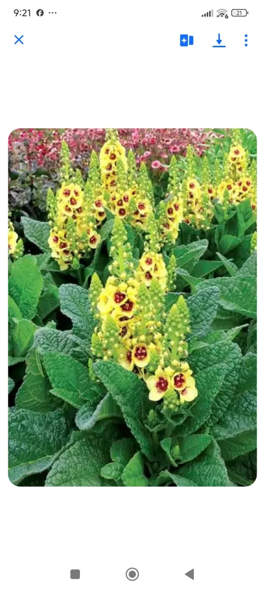 Verbascum  - 1