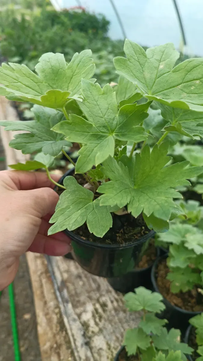 Pachet de Delphiniun Flori perene de gradina 5 Culori diferite 150 cu transport Cu tot  - 1