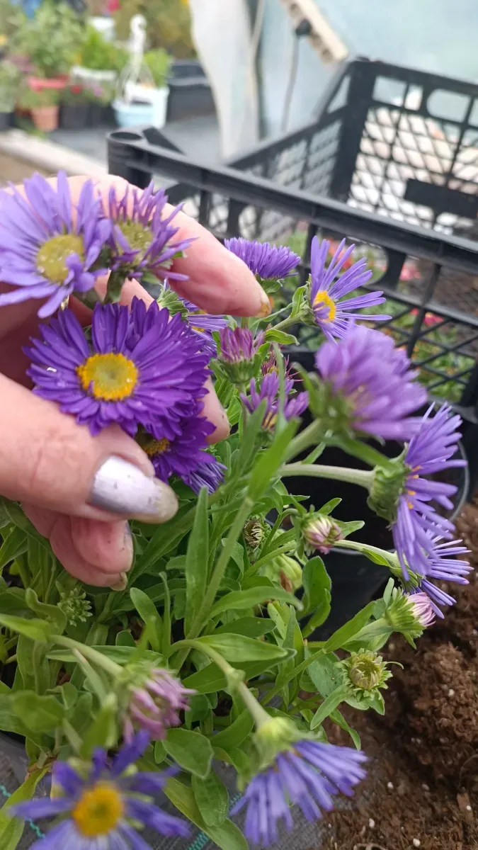 Aster alpino floare perenă pitică  - 1