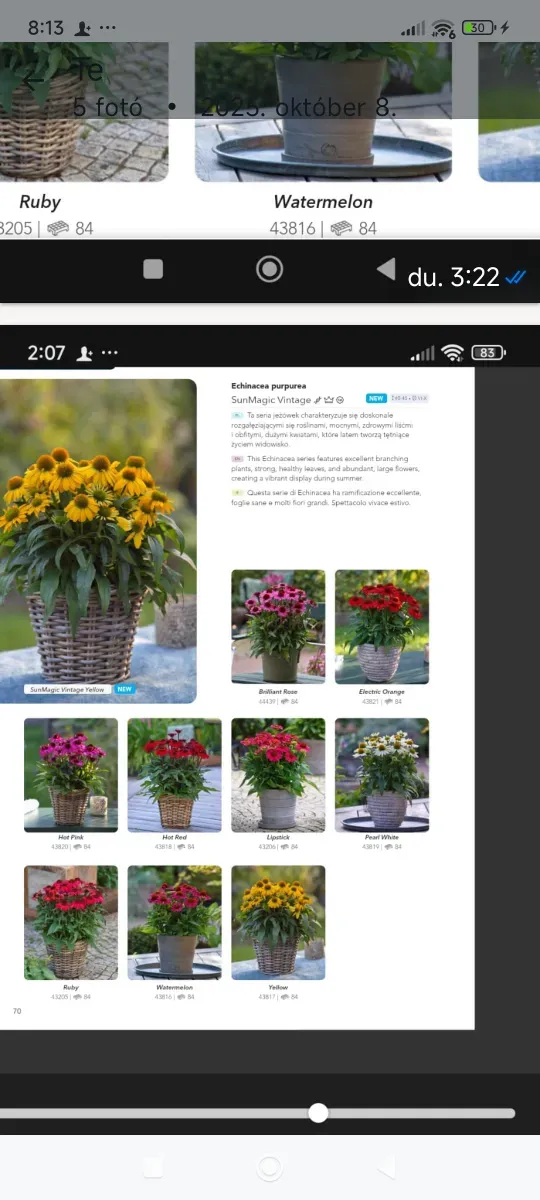 Echinacea pitică înfloresc toată perioada  - 1