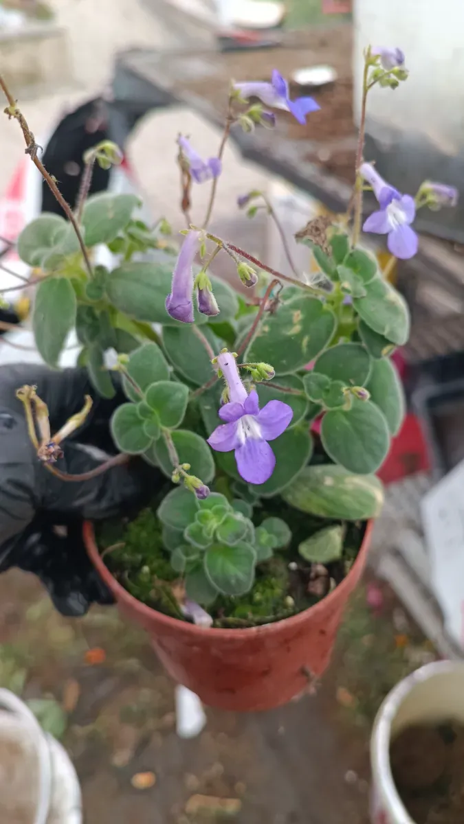 Streptocarpus  - 1