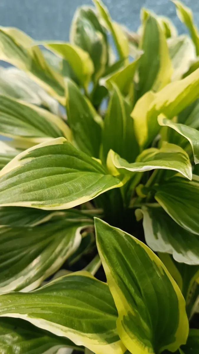 Hosta...crin parfumate cu mulți pui 25 Ron  - 1