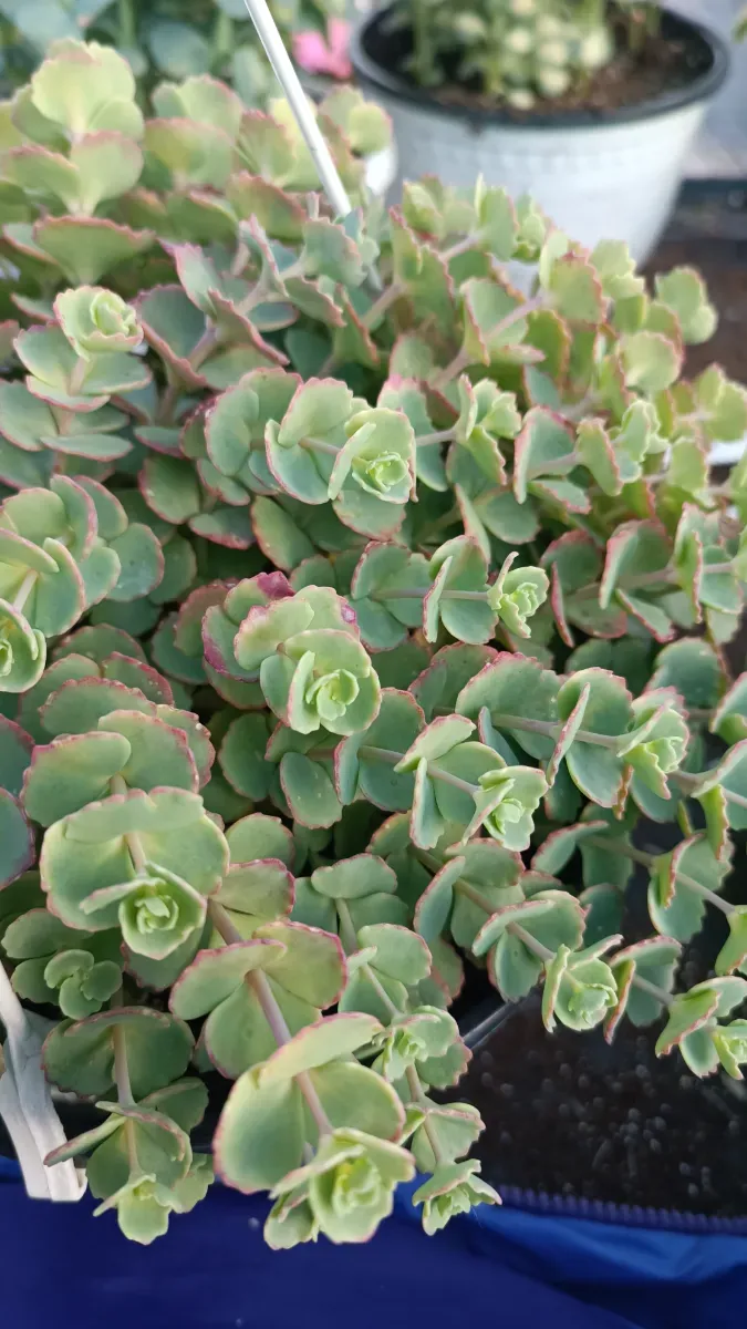 Sedum seiboldi la ghiveci mare cu agățător 35 Ron  - 1