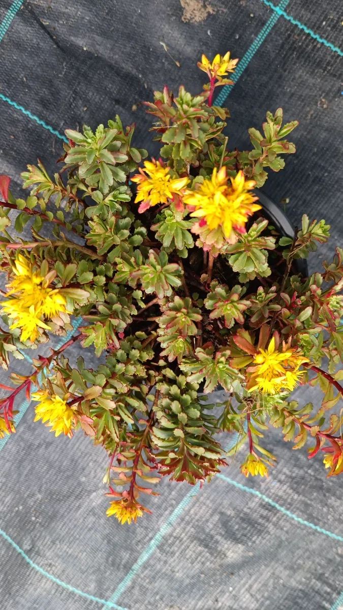 Sedum perene  - 1