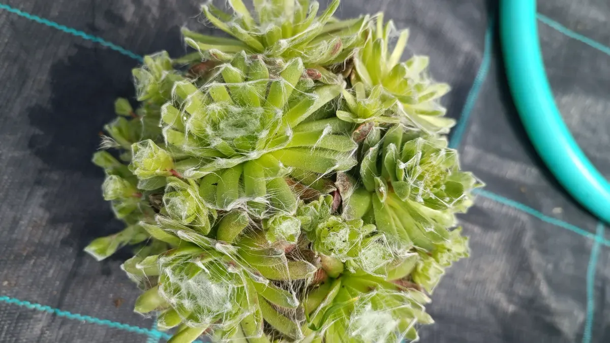 Sedum cactuși cu păianjen  - 1