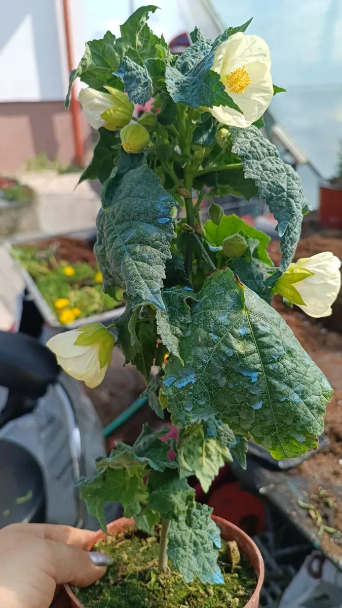 Abutilon alb - 1