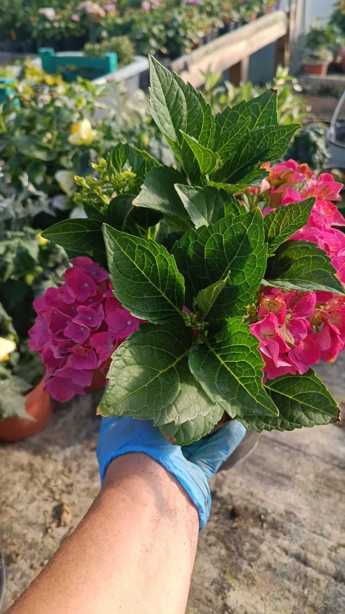 Hortensii perene de semiumbră  - 1