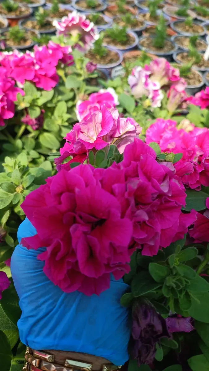 Petunia  - 1