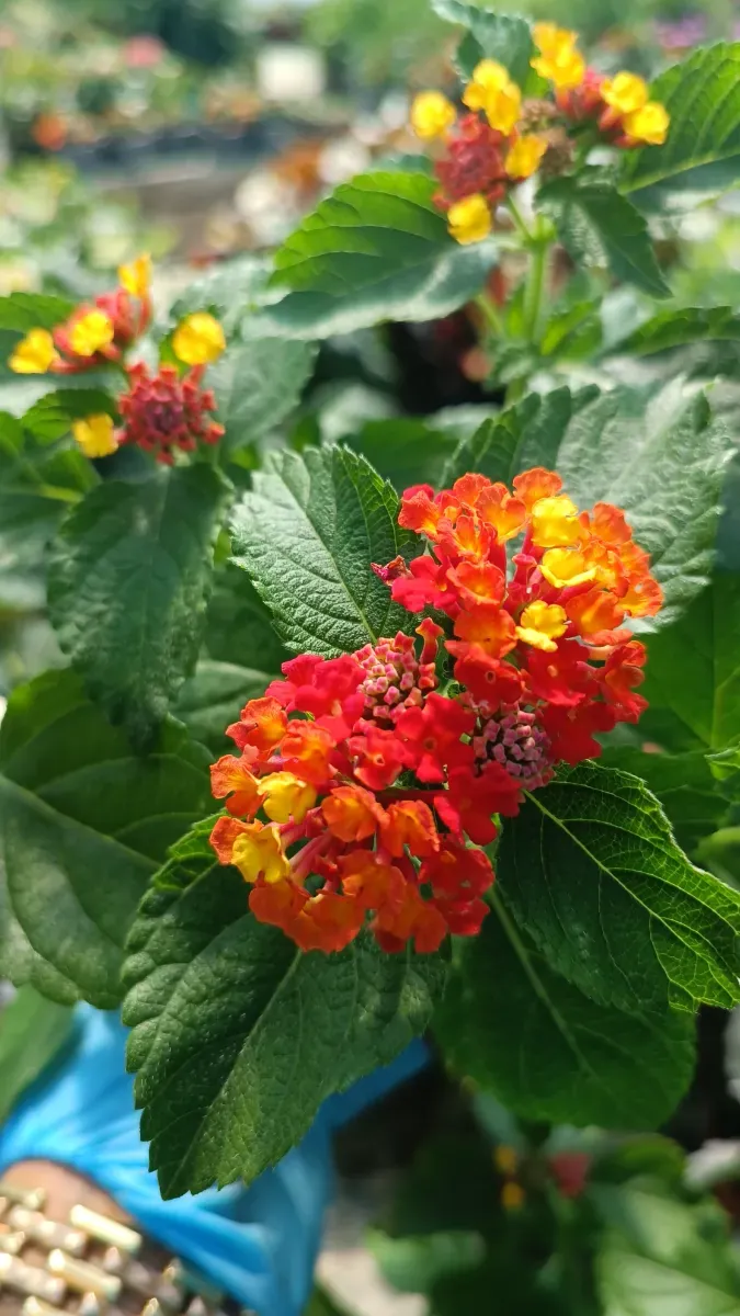 Lantana  - 1