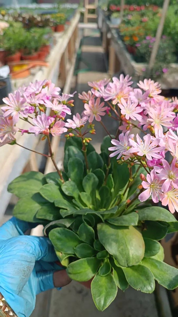 Lewisiea cu mulți pui  - 1
