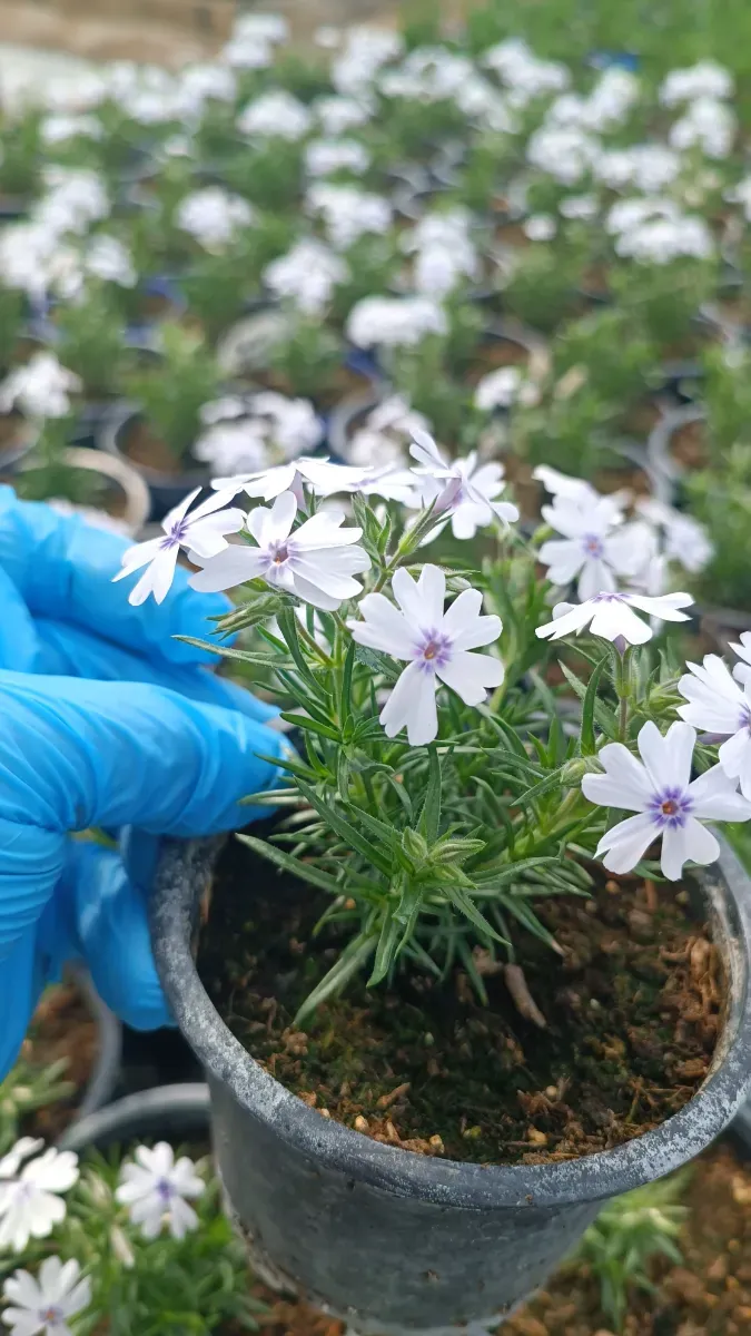 Phlox subulata  - 1