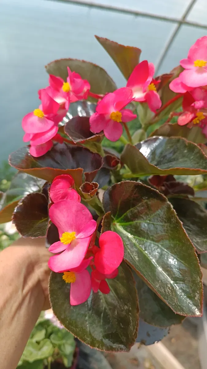 Begonia dragom  - 1