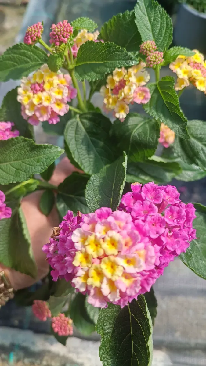 Lantana  - 1