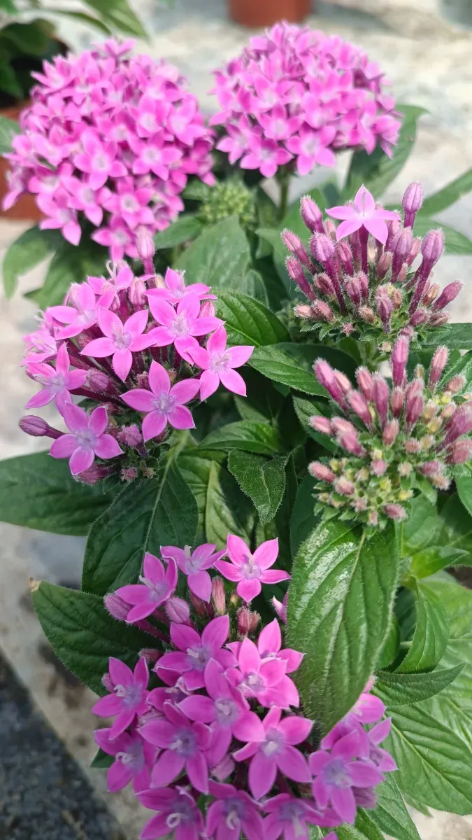 Pentas de interior vara afară  - 1