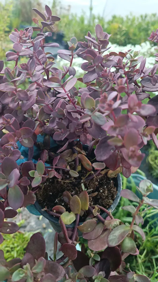 Sedum roșu perene - 0
