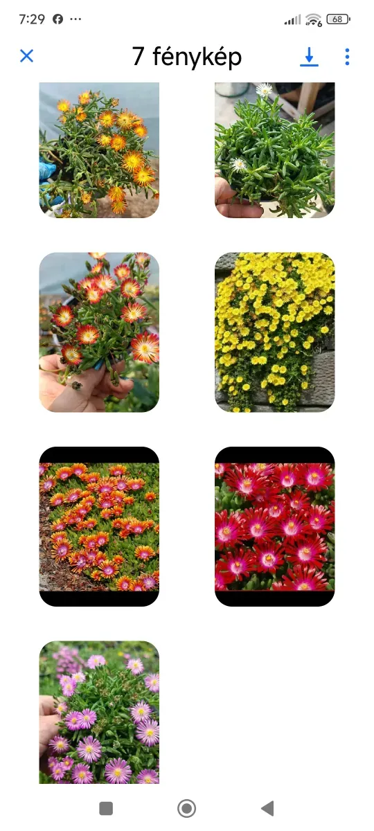 Pachet de Delosperma suculente Perene 7 culori diferite cu transport Cu tot 130 - 0