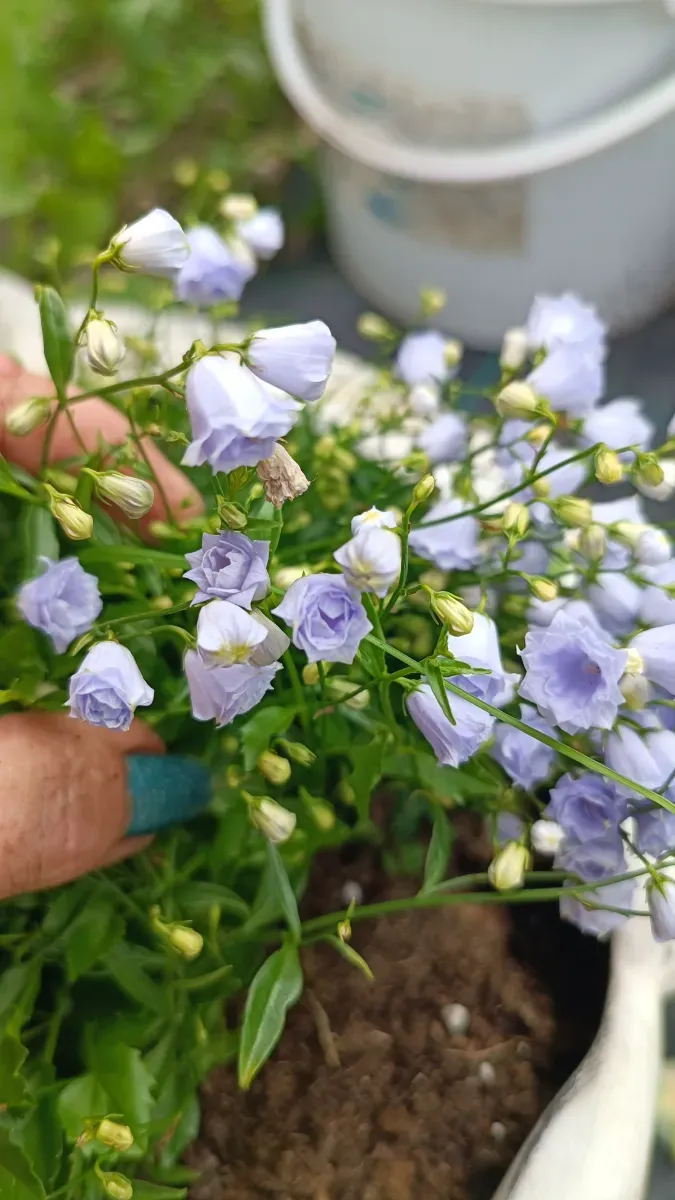 Campanulă clopoței Perene - 0