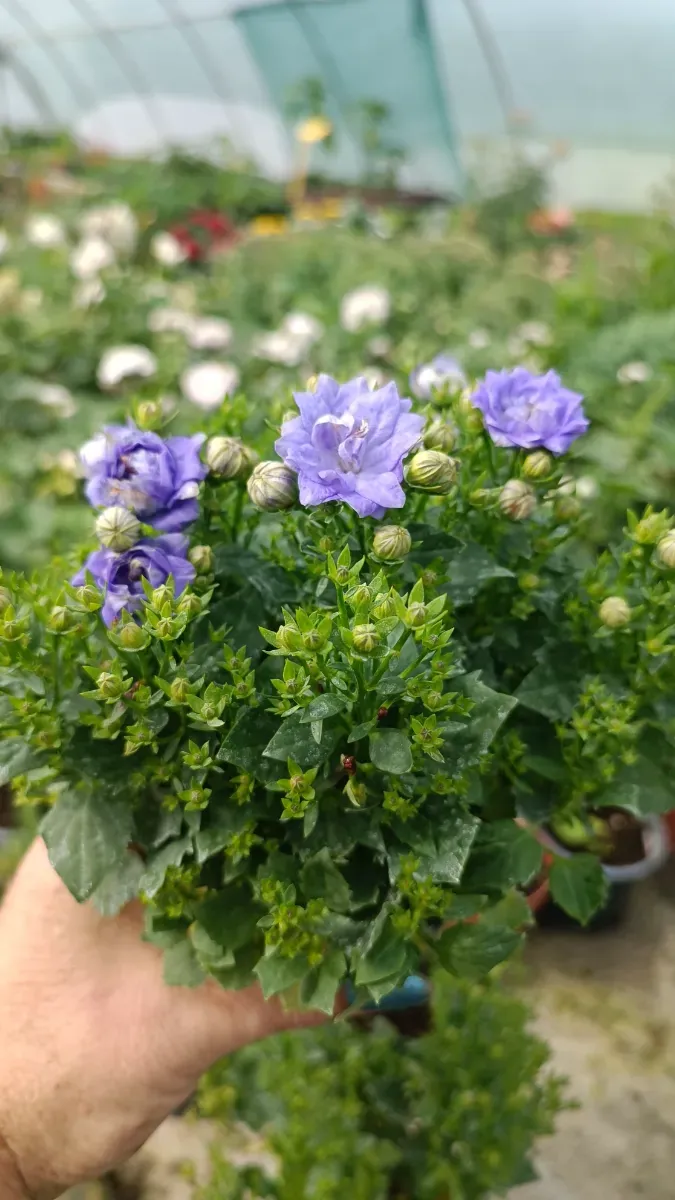 Campanulă perenă cu Flori Duble mov - 0
