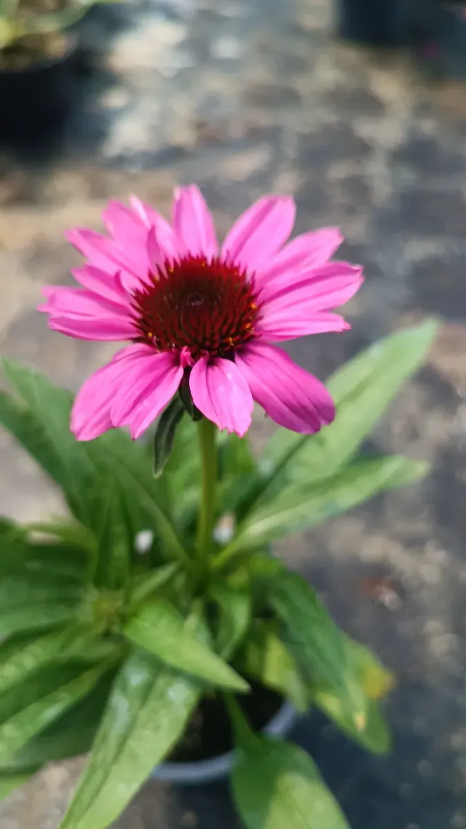 Echinacea - 0