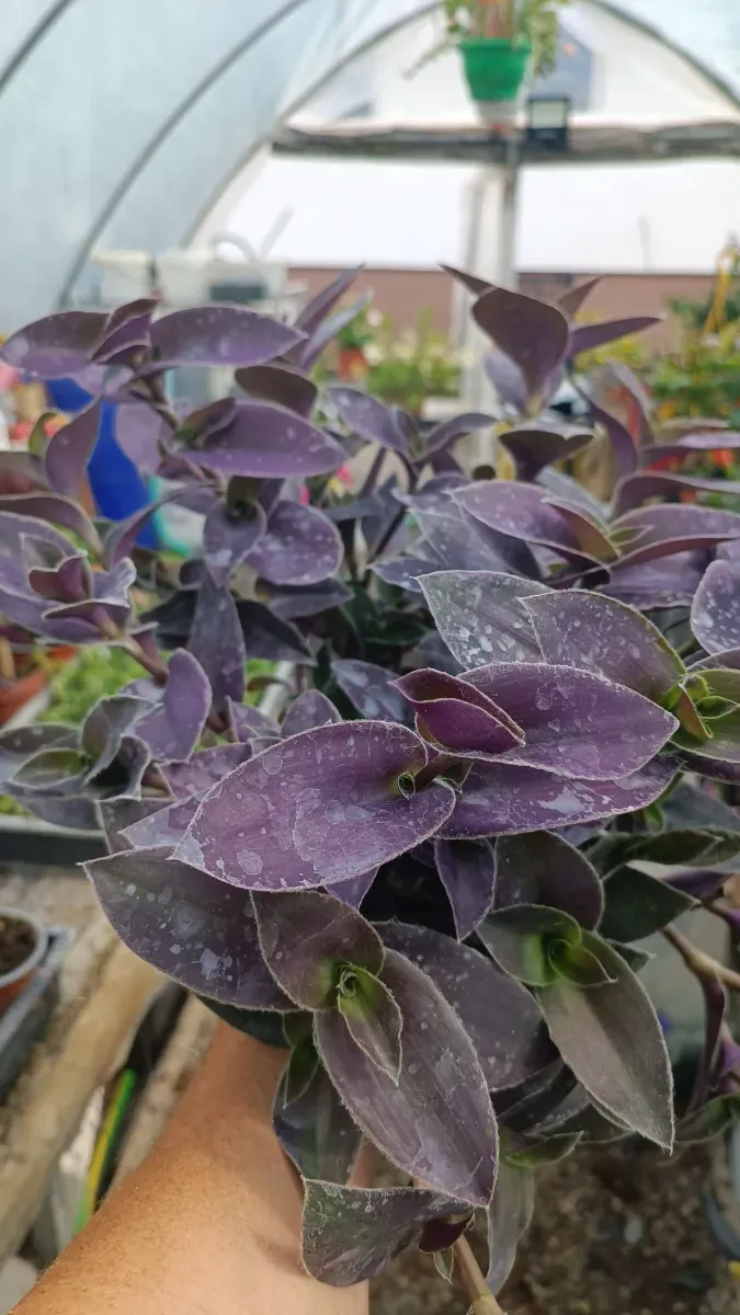 Trandescantiea uriașă - 0