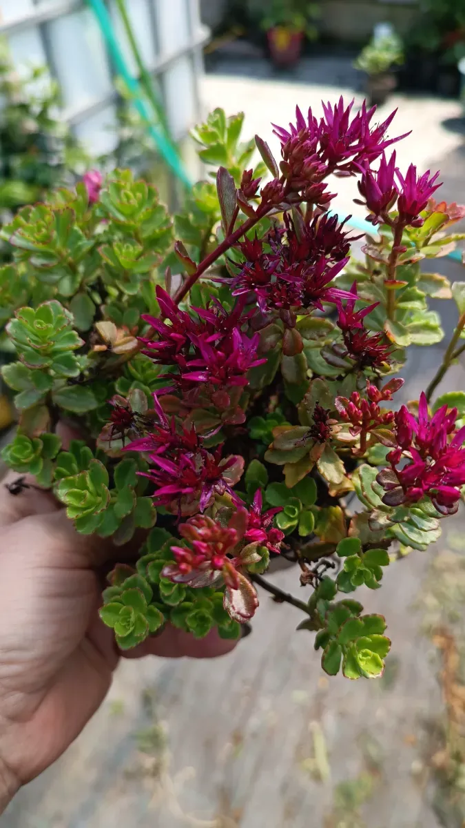 Sedum suculentă perenă - 0