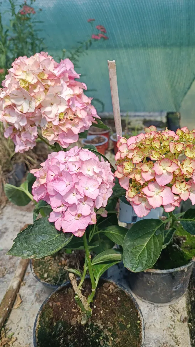 Hortensii macrofila pachet de 3 ghivece 100 Ron - 0
