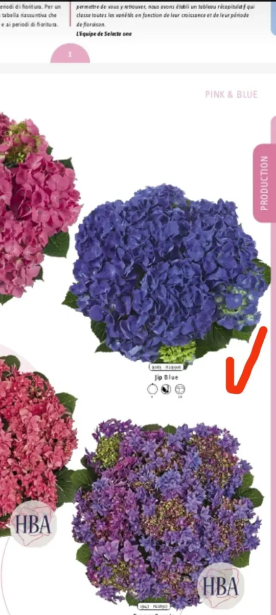 Pachet de butași cu rădăcină plantați de Hortensii macrofila 6 Culori diferite - 1