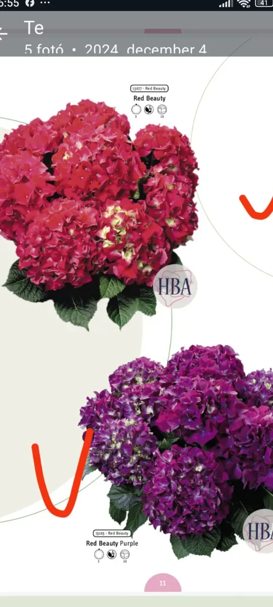 Pachet de butași cu rădăcină plantați de Hortensii macrofila 6 Culori diferite - 0